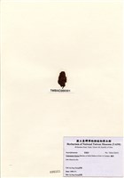 藏品(囊藻)的圖片